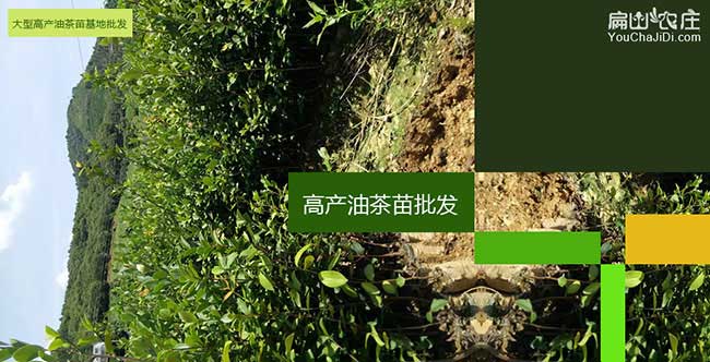 龍城鎮(zhèn)油茶基地上門(mén)免 龍城鎮(zhèn)油茶基地上門(mén)免