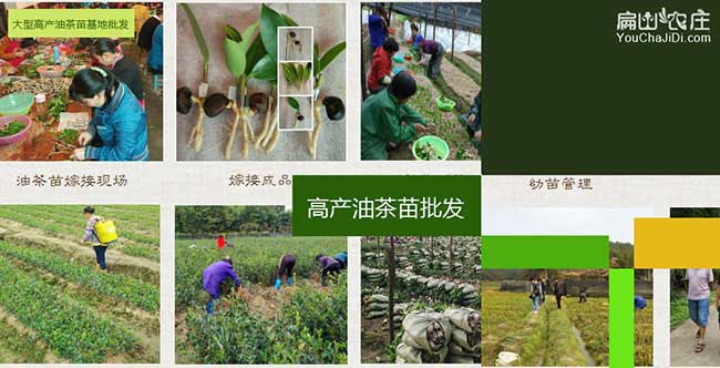焦崗湖哪個(gè)省份的油茶 焦崗湖哪個(gè)省份的油茶