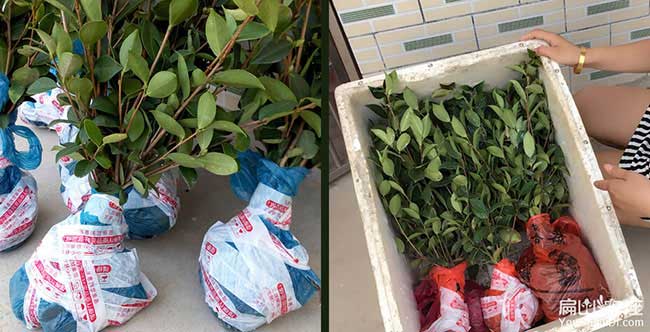 柳城鎮(zhèn)油茶苗的經(jīng)營(yíng)方 柳城鎮(zhèn)油茶苗的經(jīng)營(yíng)方