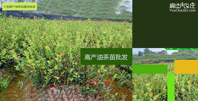 海珠區(qū)歐美國家喜歡吃 海珠區(qū)歐美國家喜歡吃
