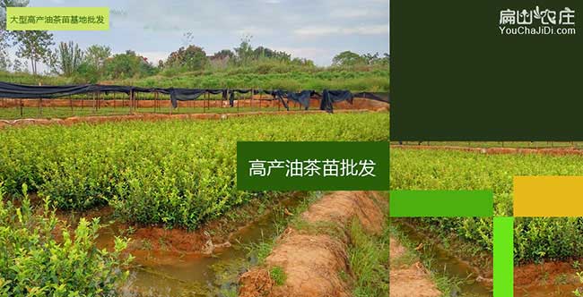 泰興市源茶樹苗提高授 泰興市源茶樹苗提高授