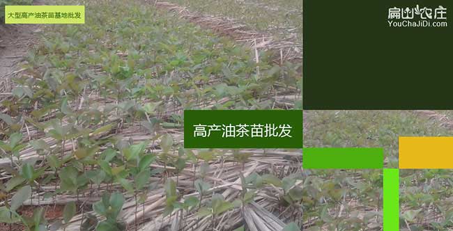 淮陰區(qū)福建閩優(yōu)油茶苗 淮陰區(qū)福建閩優(yōu)油茶苗