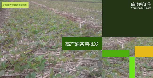 長林高產(chǎn)油茶苗