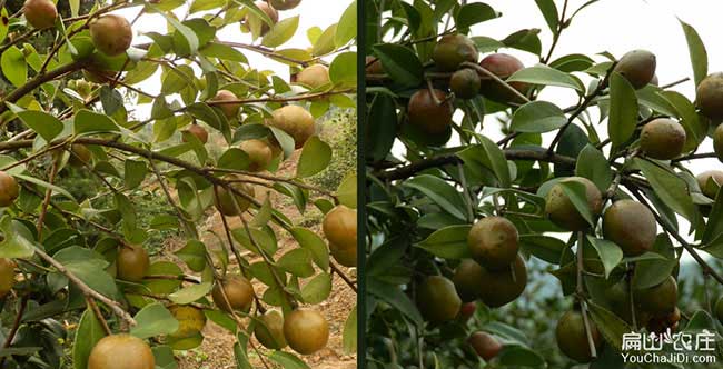 蔡甸區(qū)扁山油茶基地合 蔡甸區(qū)扁山油茶基地合