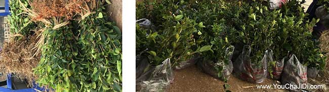 石岐茶樹苗種植山的陰 石岐茶樹苗種植山的陰