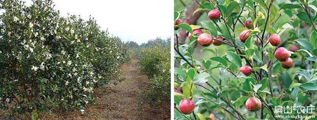 碭山縣中國(guó)油茶之鄉(xiāng): 碭山縣中國(guó)油茶之鄉(xiāng):