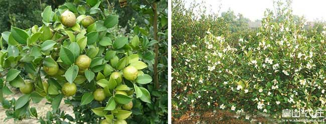 邳州市哪里有油茶種植 邳州市哪里有油茶種植