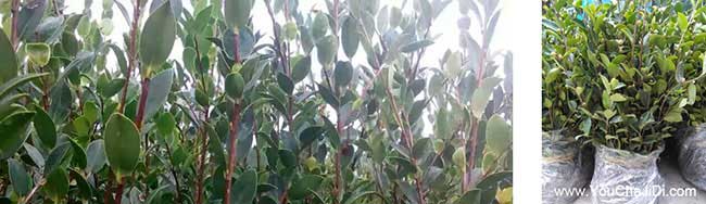 木魚鎮(zhèn)清泉油茶種植的 木魚鎮(zhèn)清泉油茶種植的