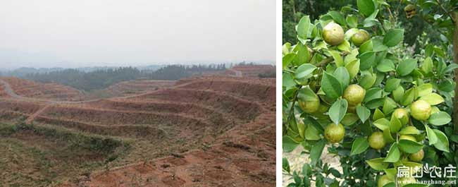 郎溪油茶銷售銷量的品 郎溪油茶銷售銷量的品