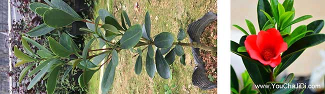 廣華潛江北方扁山茶油 廣華潛江北方扁山茶油