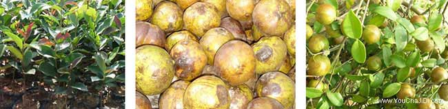 溧城鎮(zhèn)茶油價(jià)錢(qián)分類(lèi)介 溧城鎮(zhèn)茶油價(jià)錢(qián)分類(lèi)介