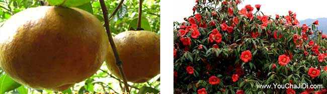 深澳鎮(zhèn)油茶苗、茶樹種 深澳鎮(zhèn)油茶苗、茶樹種