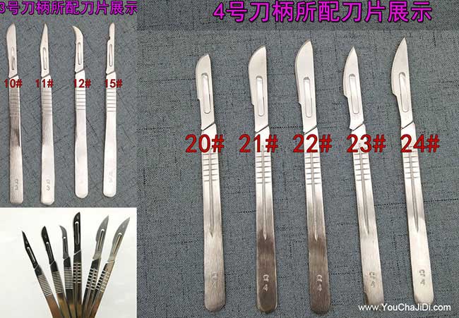 溧水區(qū)油茶苗的整形修 溧水區(qū)油茶苗的整形修
