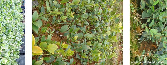 黃田鎮(zhèn)哪種油茶出油率 黃田鎮(zhèn)哪種油茶出油率