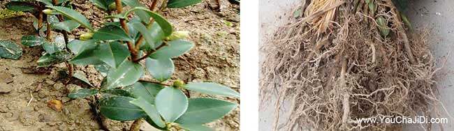 大方茶油價(jià)錢(qián)分類介紹 大方茶油價(jià)錢(qián)分類介紹
