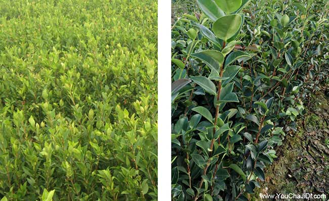 鄖陽南方種植油茶的注 鄖陽南方種植油茶的注