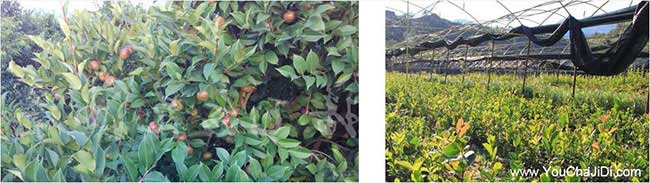 柏楊壩油茶種植重在恩 柏楊壩油茶種植重在恩