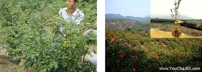 納雍純手工茶籽油、無(wú) 納雍純手工茶籽油、無(wú)