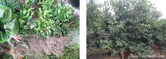 燈塔鎮(zhèn)油茶種植技術(shù)培 燈塔鎮(zhèn)油茶種植技術(shù)培