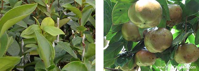 資油茶苗掛果周期短成 資油茶苗掛果周期短成
