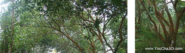 榴城茶樹苗栽植行珠距 榴城茶樹苗栽植行珠距