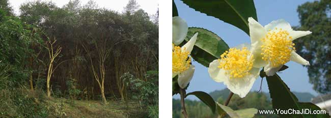 張灣竹山茶油在國外受 張灣竹山茶油在國外受