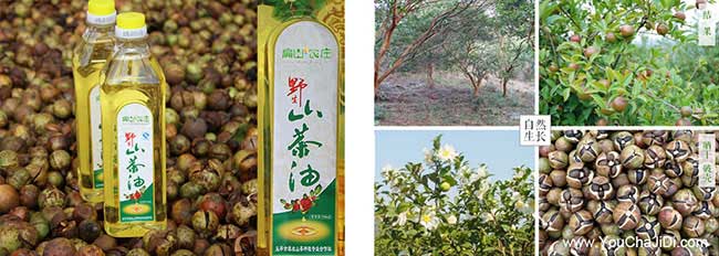 夾河江西贛無品種出油 夾河江西贛無品種出油