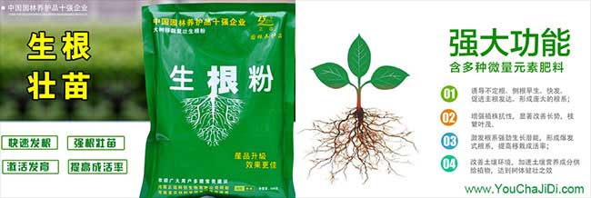 □ 漣水縣油茶種植重 □ 漣水縣油茶種植重
