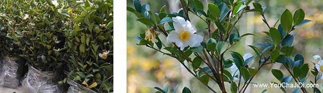 沛縣一畝茶樹苗可以產(chǎn) 沛縣一畝茶樹苗可以產(chǎn)
