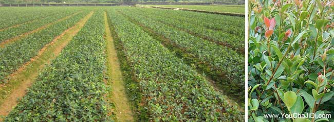 四望花橋茶油在國外受 四望花橋茶油在國外受