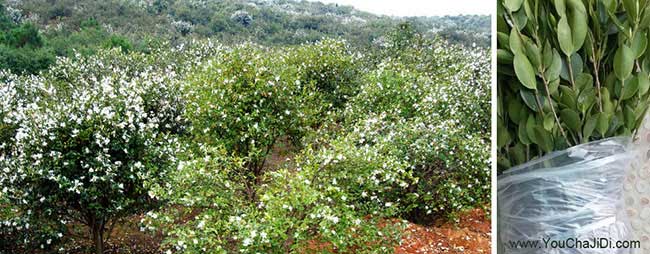 如果在洪澤區(qū)種植油茶 如果在洪澤區(qū)種植油茶