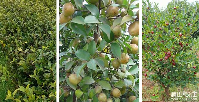 阜沙鎮(zhèn)油茶苗、茶樹種 阜沙鎮(zhèn)油茶苗、茶樹種