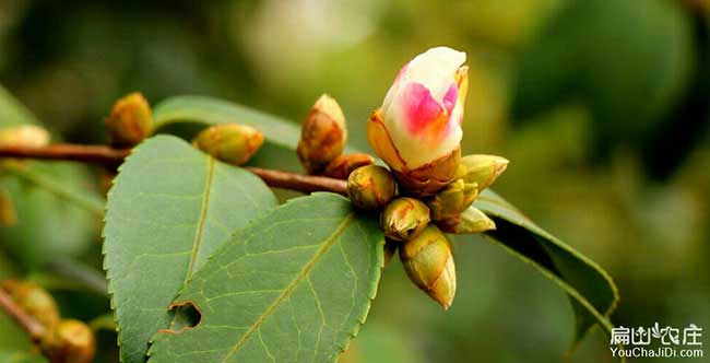 沙溪鎮(zhèn)油茶的價(jià)值及其 沙溪鎮(zhèn)油茶的價(jià)值及其