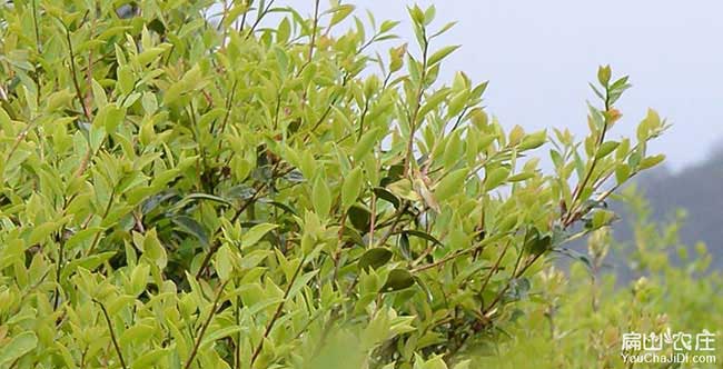 宿羊山鎮(zhèn)北方扁山茶油 宿羊山鎮(zhèn)北方扁山茶油