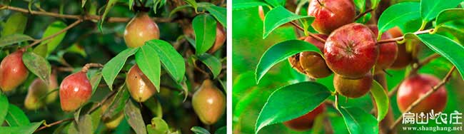金北鎮(zhèn)哪個(gè)省份的油茶 金北鎮(zhèn)哪個(gè)省份的油茶