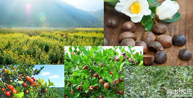 豐縣油茶基地種植的品 豐縣油茶基地種植的品