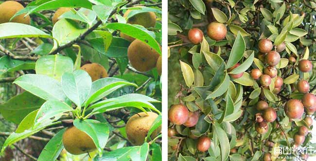 金壇區(qū)茶樹(shù)苗栽植行珠 金壇區(qū)茶樹(shù)苗栽植行珠
