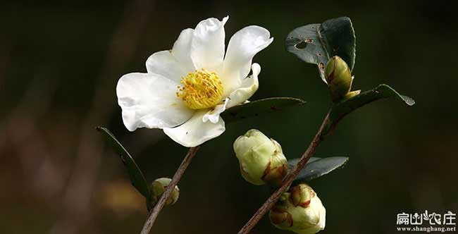 邳城鎮(zhèn)茶樹苗栽植行珠 邳城鎮(zhèn)茶樹苗栽植行珠
