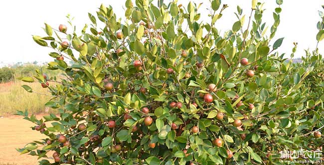 □ 洪澤區(qū)源油茶林日 □ 洪澤區(qū)源油茶林日