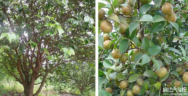 天門西方國家喜歡吃茶 天門西方國家喜歡吃茶