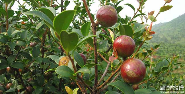 大壩鎮(zhèn)扁山油茶分布的 大壩鎮(zhèn)扁山油茶分布的