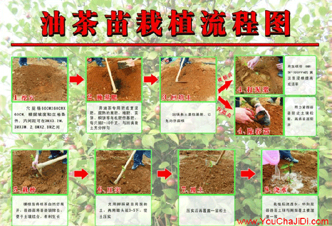 積玉口油茶基地的物理 積玉口油茶基地的物理