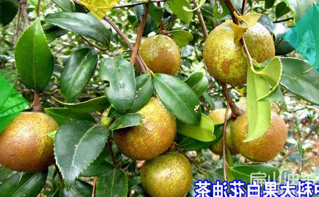 好苗:江西湖南大果油茶苗價(jià)格四川紅花茶籽樹苗大批發(fā)-扁山油茶基地