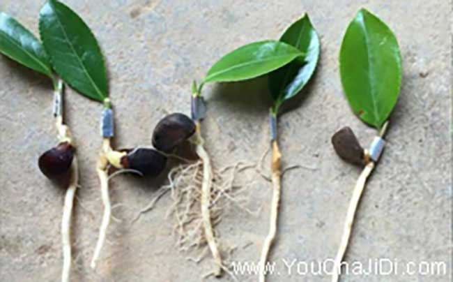 竹山油茶種植的主要問 竹山油茶種植的主要問