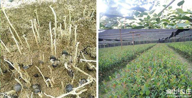 彬縣茶油在國外受歡迎 彬縣茶油在國外受歡迎