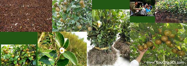 黃金油茶種植技術(shù)培訓(xùn) 黃金油茶種植技術(shù)培訓(xùn)