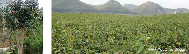 如果在龍坪種植油茶正 如果在龍坪種植油茶正