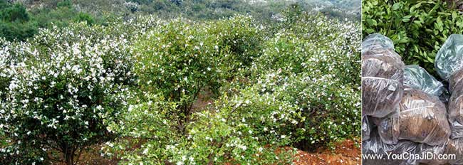 東莞白花油茶基地 東莞白花油茶基地
