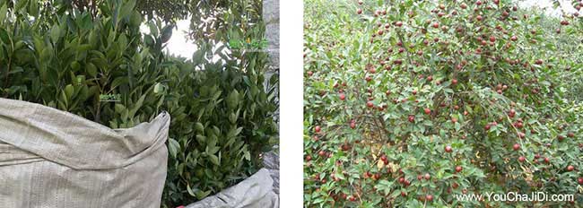 毛集湘林油茶苗出名 毛集湘林油茶苗出名