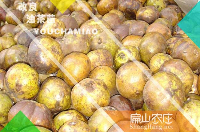 賀州大果茶籽回收